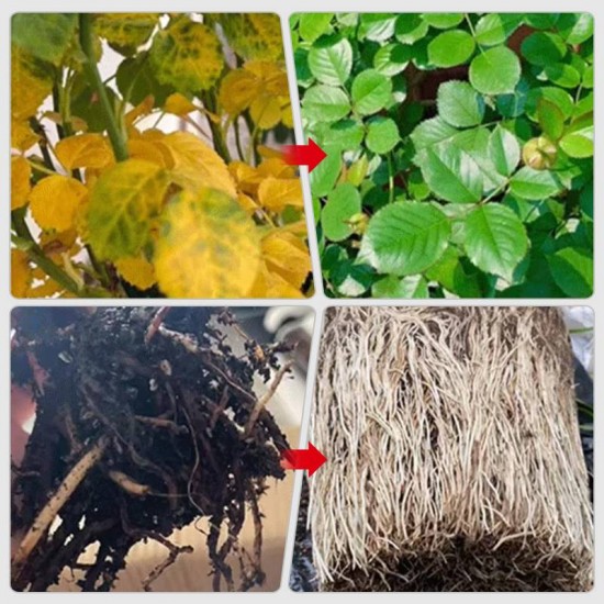 Schnell wirkende Nhrstofflsung für Pflanzen（50ml）